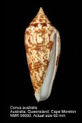 Conus australis (8)